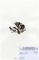 藏品(有柄褐扇藻)的圖片